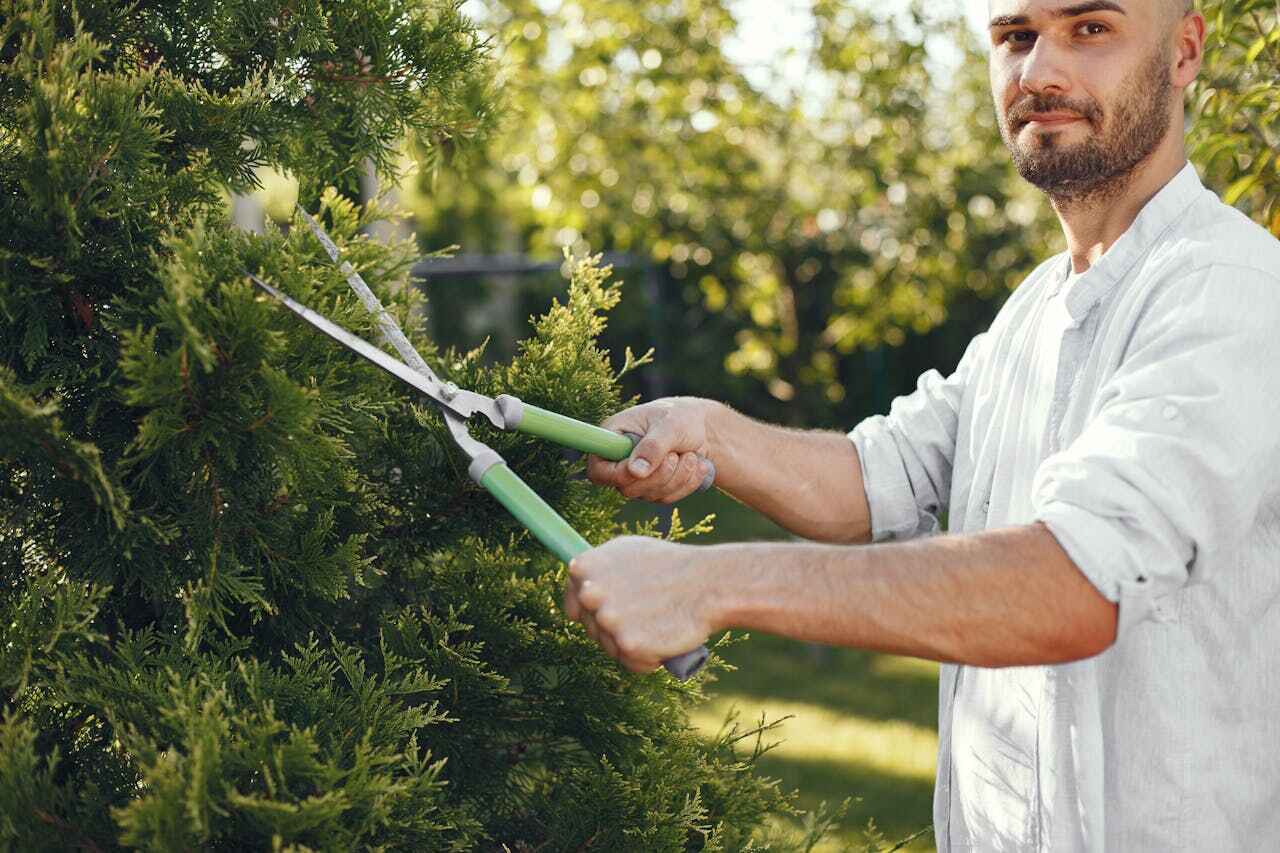 Best Tree Care Services  in USA